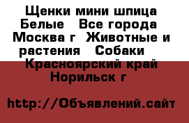 Щенки мини шпица Белые - Все города, Москва г. Животные и растения » Собаки   . Красноярский край,Норильск г.